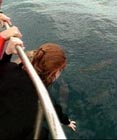 Tendant la main hors du bateau pour tenter de toucher les dauphins